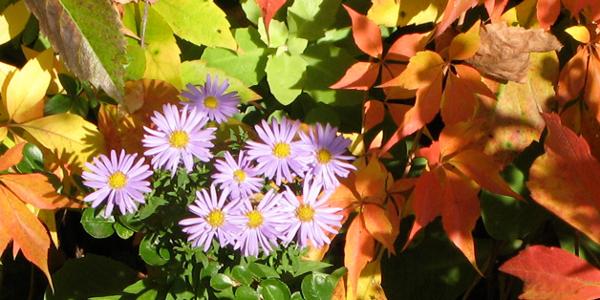 Afbeelding - Zuyd Bibliotheek in de herfstvakantie