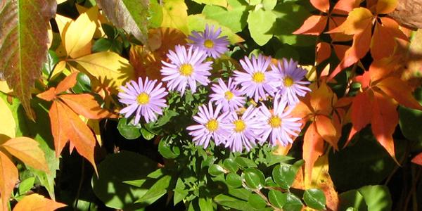 Afbeelding - Zuyd Bibliotheek in de herfstvakantie